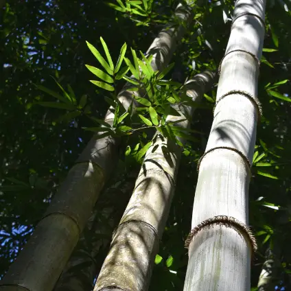 Bamboo research